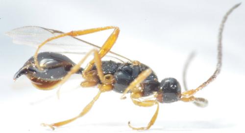 Réf. 246 172 : Cryptoserphini inconnu